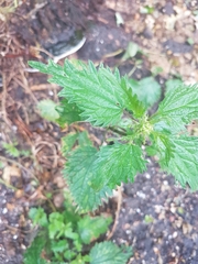 Urtica urens
