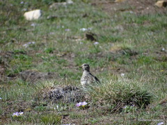 Thinocorus orbignyianus