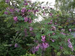 Robinia viscosa hartwigii