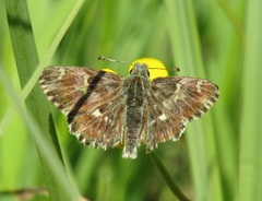 Muschampia floccifera