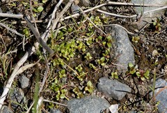 Epilobium glandulosum