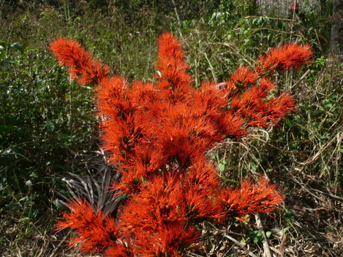 Combretum paniculatum image