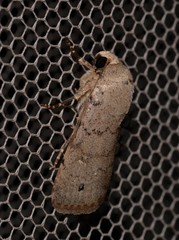 Athetis maculatra