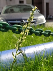 Lolium perenne
