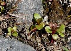 Epilobium glandulosum