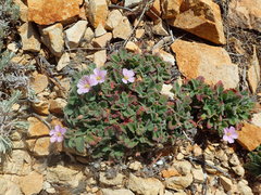 Erodium corsicum