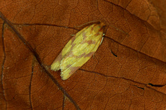 Clepsis pallidana