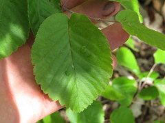 Amelanchier sanguinea