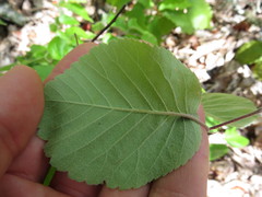 Amelanchier sanguinea