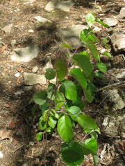 Amelanchier sanguinea