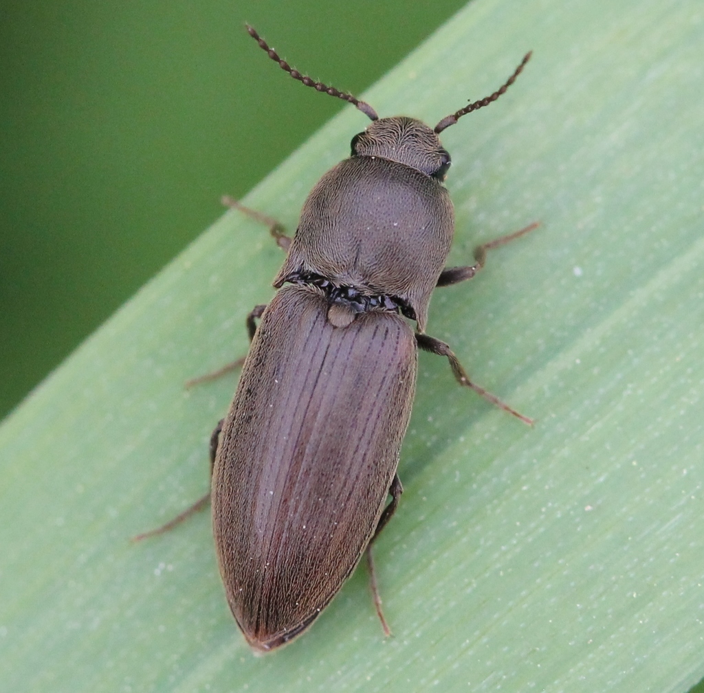 Dusky Wireworm