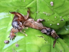 Neocurtilla hexadactyla
