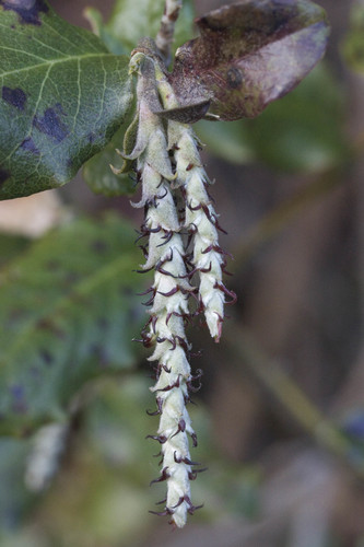 Garrya elliptica