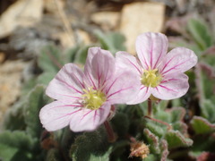 Erodium corsicum