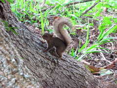 Sciurus aestuans ingrami