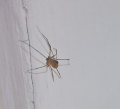 Spermophora senoculata