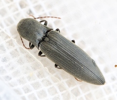 Agriotes pilosellus