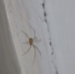 Spermophora senoculata