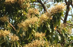 Terminalia paniculata
