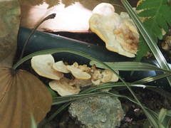 Trametes orientalis