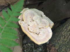 Trametes orientalis