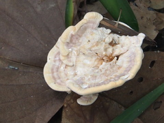 Trametes orientalis