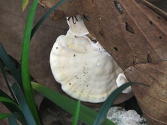 Trametes orientalis