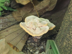 Trametes orientalis