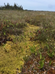 Sphagnum cuspidatum