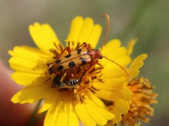 Strangalia sexnotata