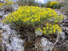 Odontarrhena obtusifolia