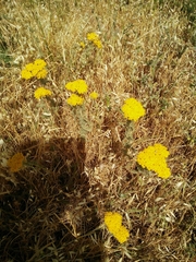 Achillea arabica