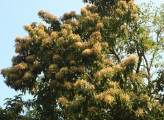 Terminalia paniculata