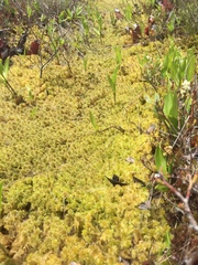 Sphagnum cuspidatum