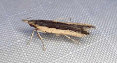 Dichomeris ligulella