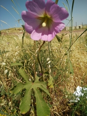 Alcea digitata