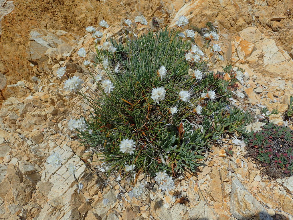 Armeria soleirolii