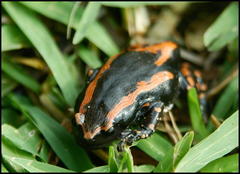 Phrynomantis bifasciatus