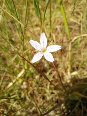 Dianthus strictus