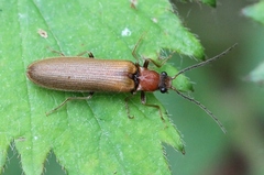 Denticollis linearis