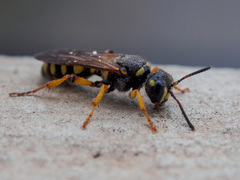 Cerceris arenaria