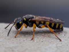 Cerceris arenaria