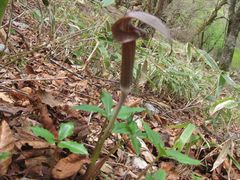 Arisaema ternatipartitum