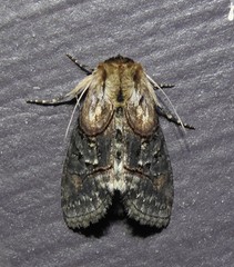 Abrostola ovalis