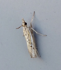 Fissicrambus quadrinotellus