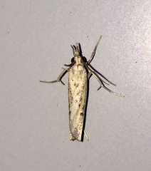 Fissicrambus quadrinotellus