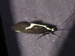 Polix coloradella