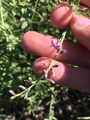 Pediomelum tenuiflorum