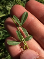 Pediomelum tenuiflorum