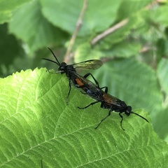 Macrophya annulata